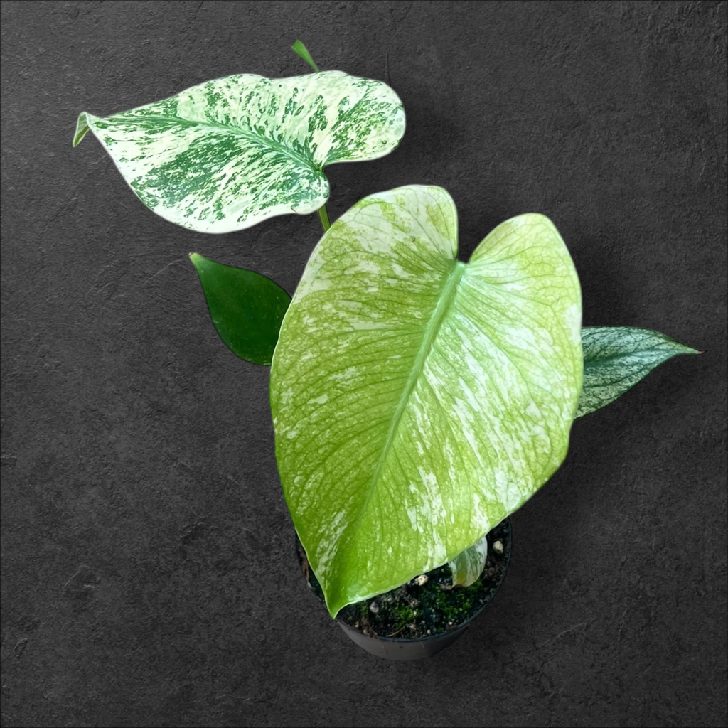 Monstera « Mint » LF 