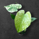 Monstera « Mint » LF 