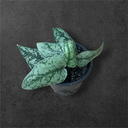 Scindapsus « Silver Lady »