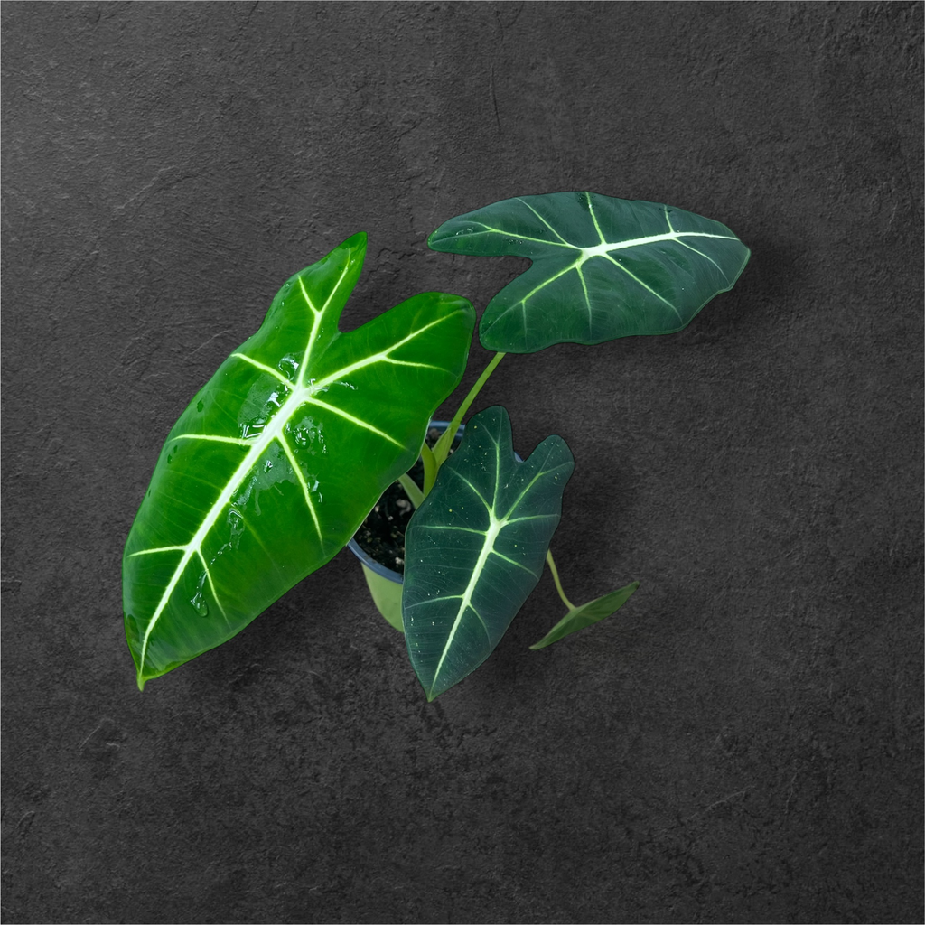 Alocasia Micholitziana