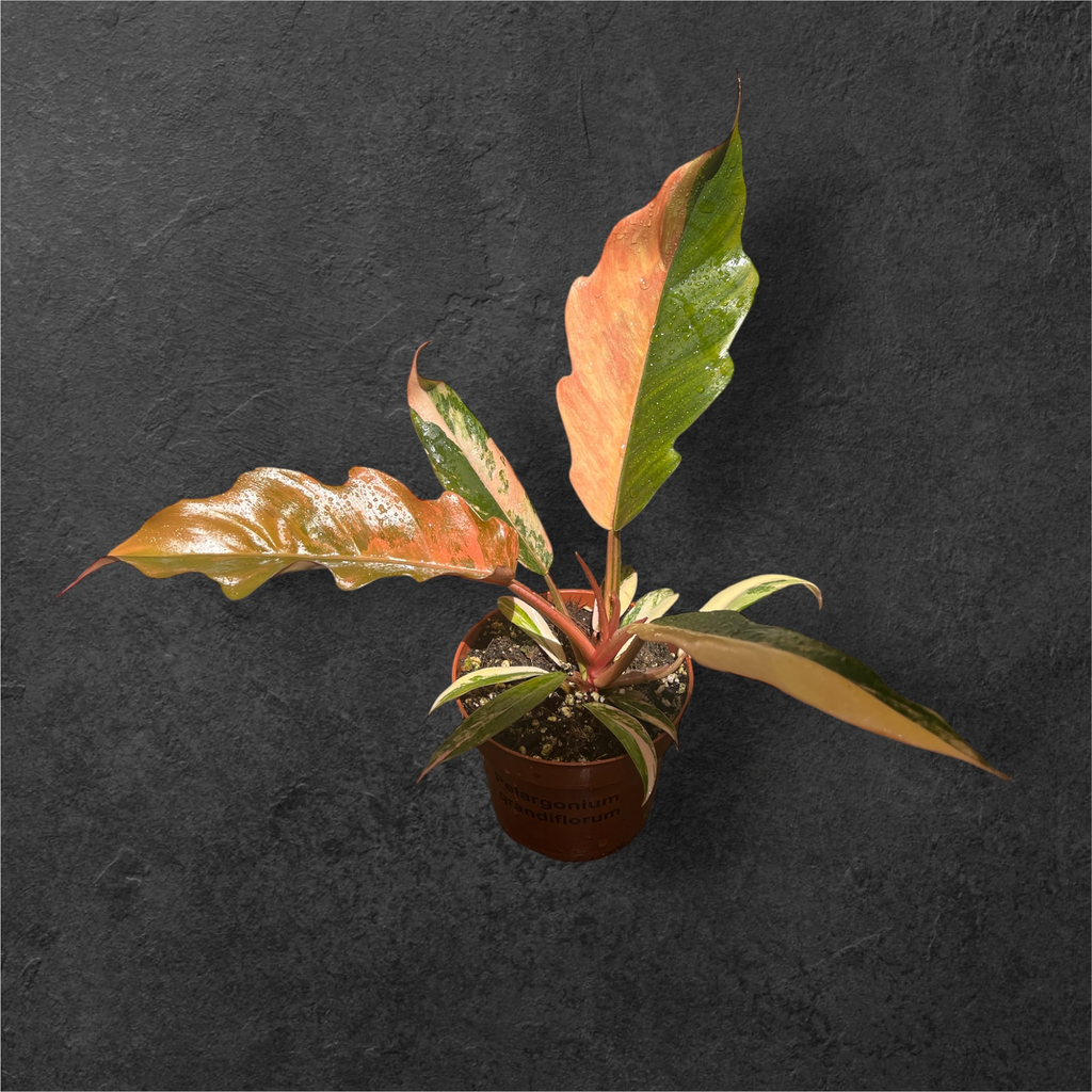 Philodendron Caramel Marble 
