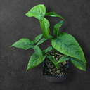 Syngonium « Mojito »
