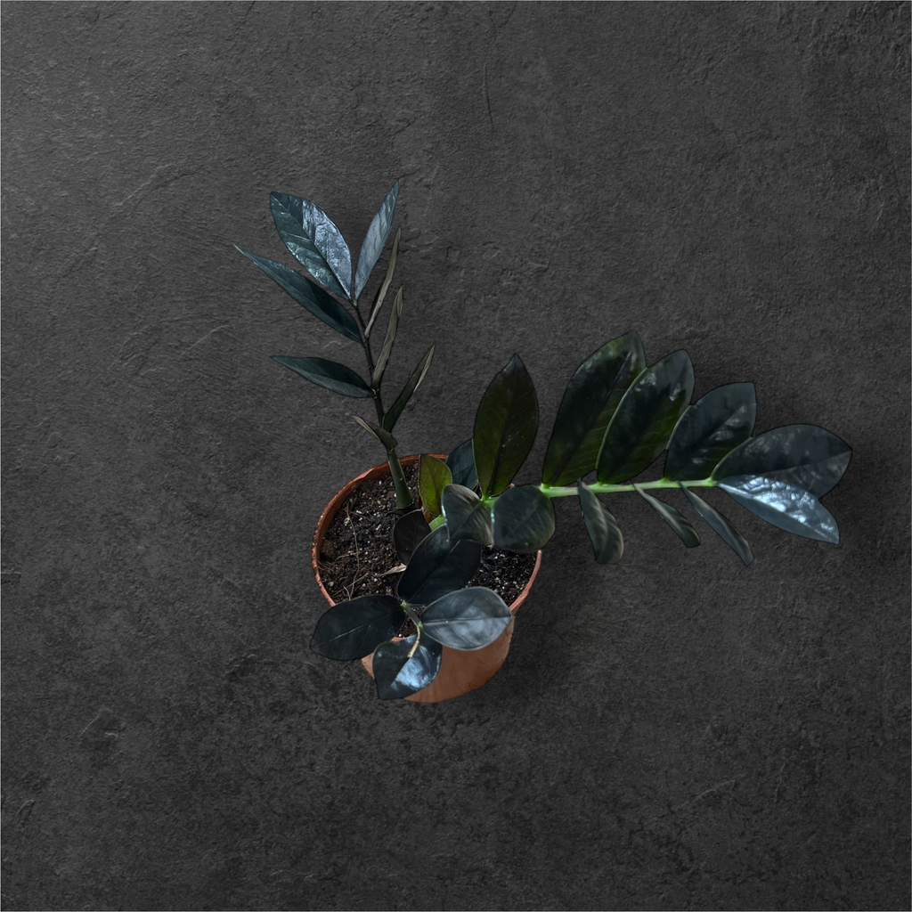 Zamioculcas zamiifolia « Raven Black » 