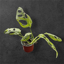 Monstera adansonii « indonesian marble »