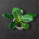 Philodendron Birkin 
