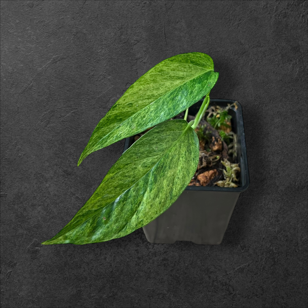 Epipremnum Pinnatum « Mint »