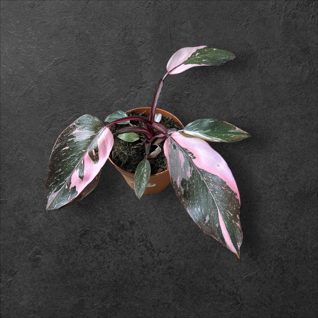 Philodendron « Pink Princess »