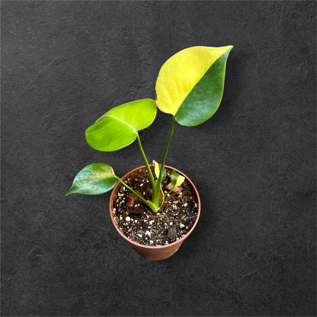Monstera Aurea « Yellow Marilyn »