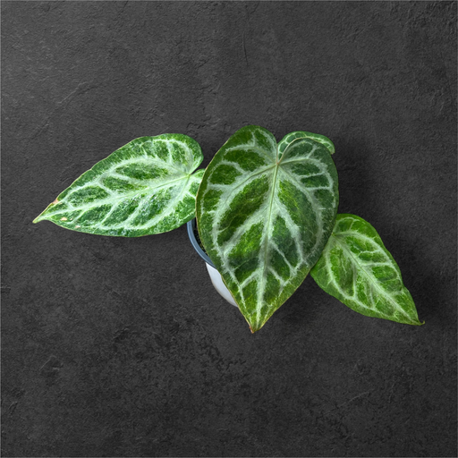 Anthurium Silver Blush « Mint »