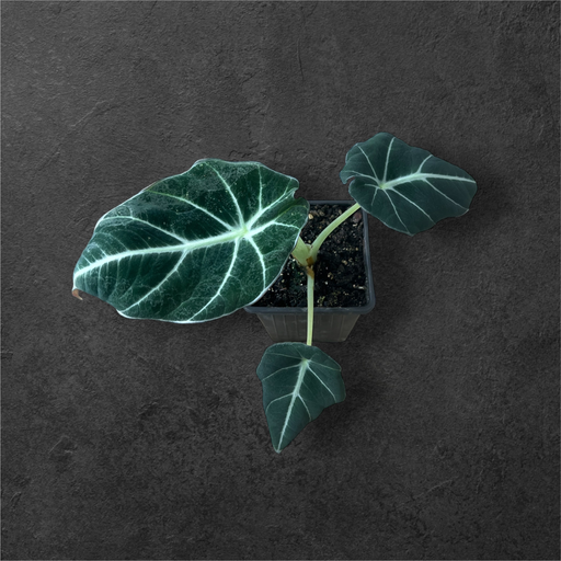 Alocasia « Ninja »