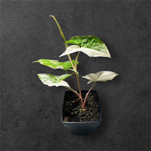 Syngonium Albo Variegata