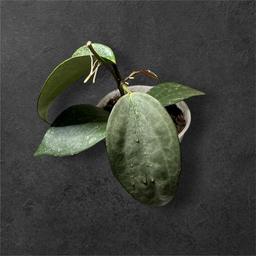 Hoya Latifolia « Silver »