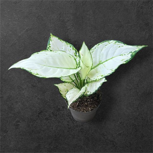 Aglaonema « White Joy »