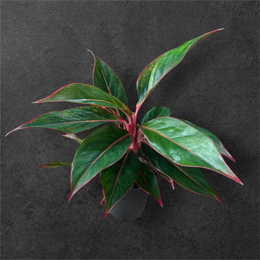 Aglaonema " Lipstick "