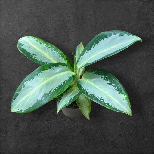 Aglaonema "Diamond Bay"