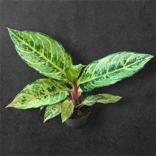Aglaonema Sp 