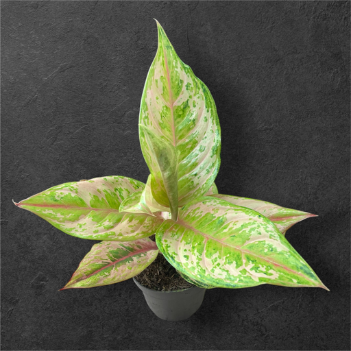 Aglaonema « Salmon Fantasy »