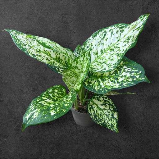Aglaonema "First Diamond"