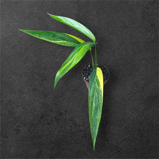 Epipremnum Amplisium Aurea Variegata