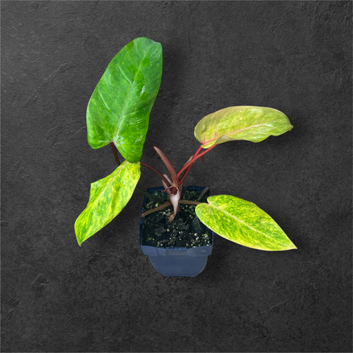 Philodendron « Painted Lady »