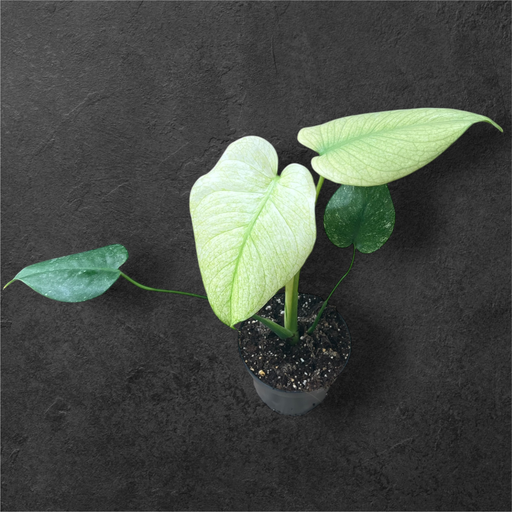 Monstera « Mint » LF 