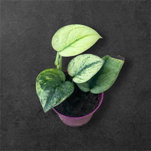 Scindapsus "Hologram"