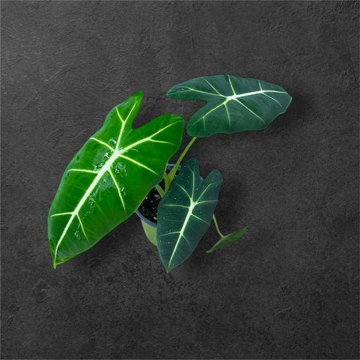 Alocasia Micholitziana