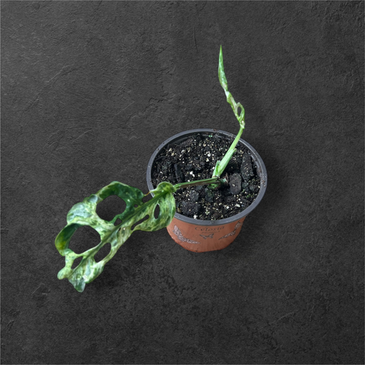 Monstera Adansonii « Frozen »