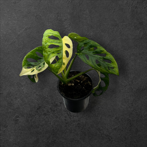 Monstera Adansonii Variegata 