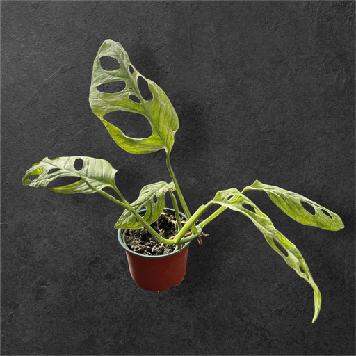 Monstera adansonii « indonesian marble »