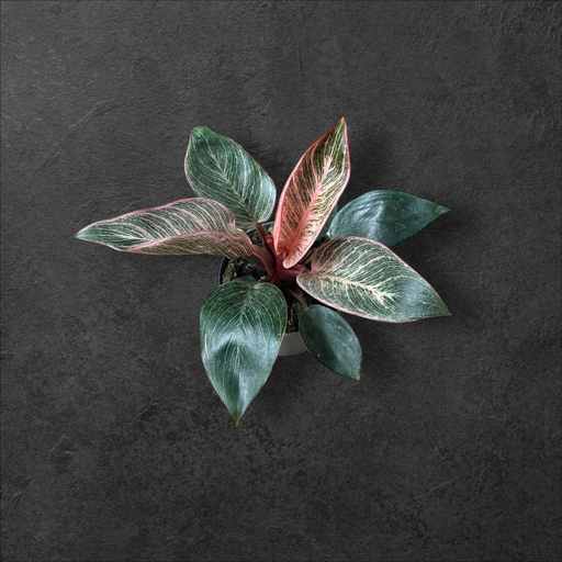 Philodendron « Pink Birkin »