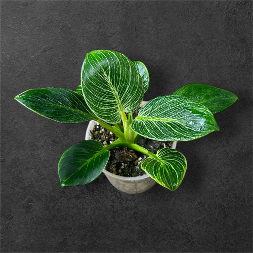 Philodendron Birkin 