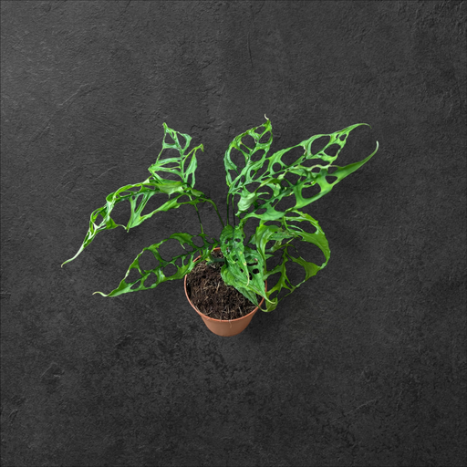 Monstera Obliqua Peru (3 pieds) 