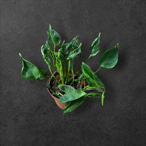 Epipremnum shangri la