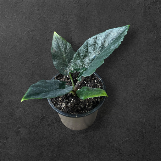 Alocasia Antoro Velvet 