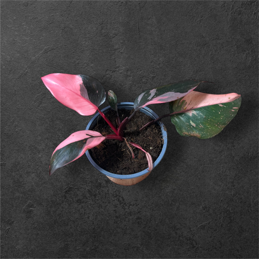 [Philo PP] Philodendron « Pink Princess »