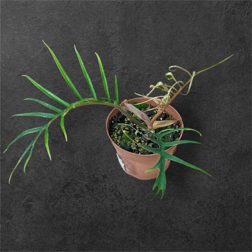Philodendron Tortum