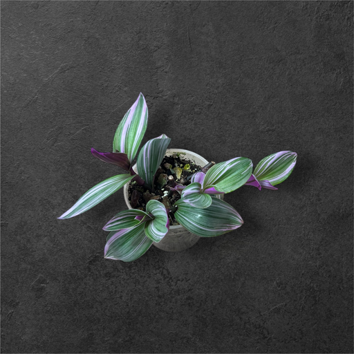 Tradescantia Zebrina « Nanouk »