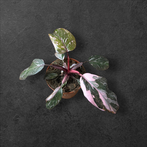 Philodendron « Pink Princess »
