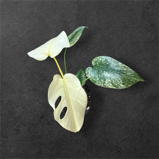 [MINT LF] Monstera « Mint » Large Form 